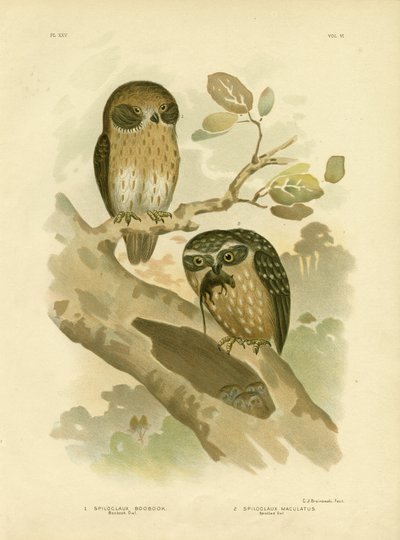 Boobook Owl by Gracius Broinowski